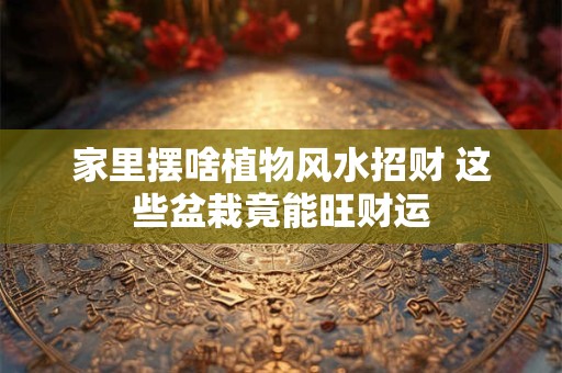 家里摆啥植物风水招财 这些盆栽竟能旺财运