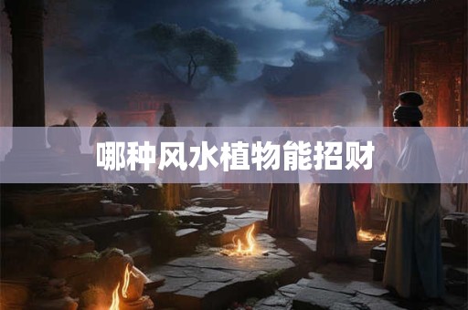 哪种风水植物能招财