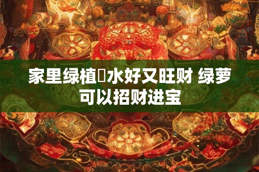 家里绿植風水好又旺财 绿萝可以招财进宝