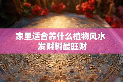 家里适合养什么植物风水  发财树最旺财
