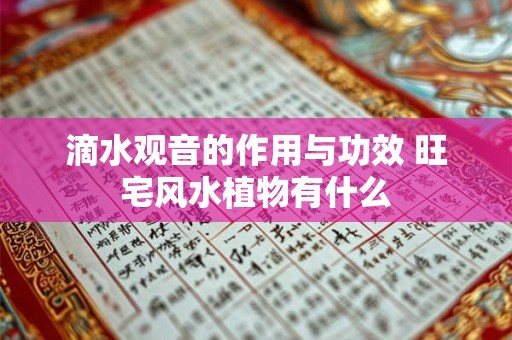 滴水观音的作用与功效 旺宅风水植物有什么