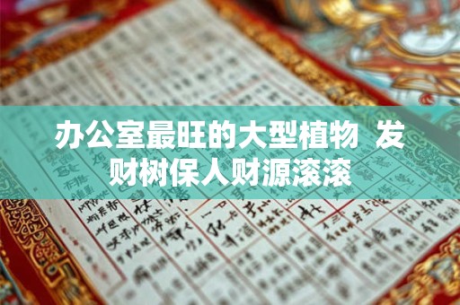 办公室最旺的大型植物  发财树保人财源滚滚