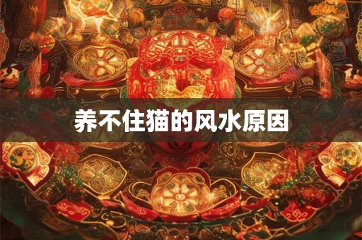 养不住猫的风水原因
