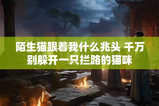 陌生猫跟着我什么兆头 千万别躲开一只拦路的猫咪 陌生猫跟着我什么兆头 千万别躲开一只拦路的猫咪