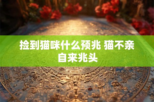 捡到猫咪什么预兆 猫不亲自来兆头