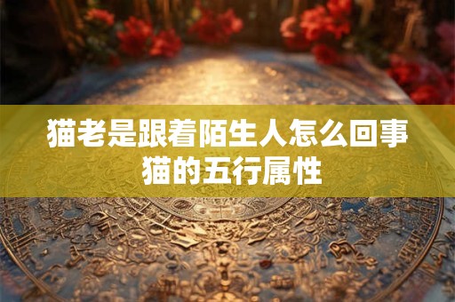 猫老是跟着陌生人怎么回事 猫的五行属性