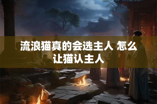 流浪猫真的会选主人 怎么让猫认主人