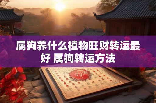 属狗养什么植物旺财转运最好 属狗转运方法