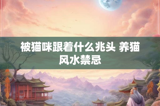 被猫咪跟着什么兆头 养猫风水禁忌