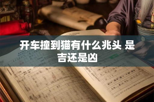 开车撞到猫有什么兆头 是吉还是凶