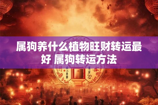 属狗养什么植物旺财转运最好 属狗转运方法