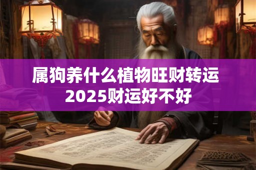 属狗养什么植物旺财转运 2025财运好不好