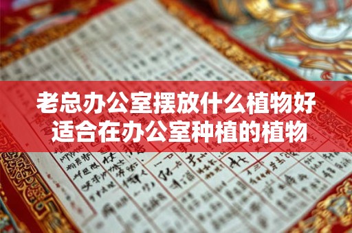 老总办公室摆放什么植物好 适合在办公室种植的植物