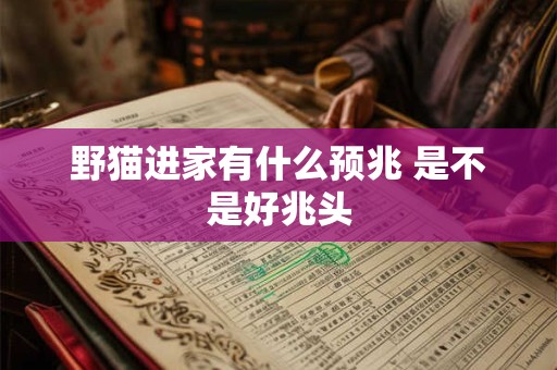 野猫进家有什么预兆 是不是好兆头