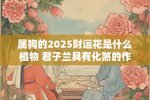 属狗的2025财运花是什么植物 君子兰具有化煞的作用