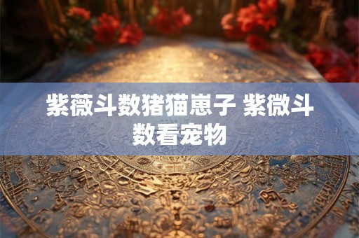 紫薇斗数猪猫崽子 紫微斗数看宠物