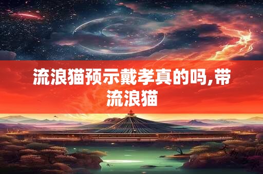 流浪猫预示戴孝真的吗,带流浪猫