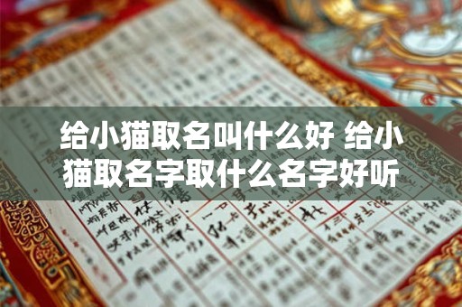 给小猫取名叫什么好 给小猫取名字取什么名字好听