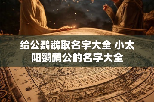 给公鹦鹉取名字大全 小太阳鹦鹉公的名字大全