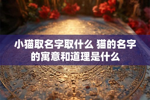小猫取名字取什么 猫的名字的寓意和道理是什么