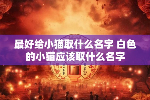 最好给小猫取什么名字 白色的小猫应该取什么名字