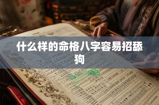 什么样的命格八字容易招舔狗