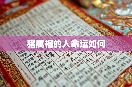 猪属相的人命运如何