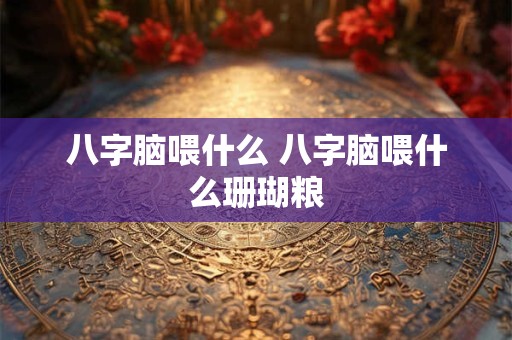 八字脑喂什么 八字脑喂什么珊瑚粮