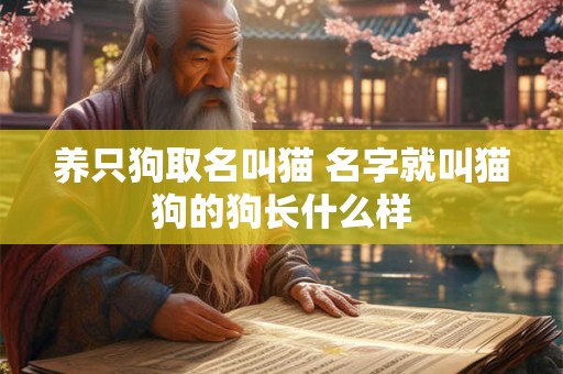 养只狗取名叫猫 名字就叫猫狗的狗长什么样