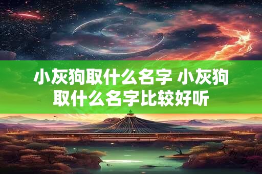 小灰狗取什么名字 小灰狗取什么名字比较好听