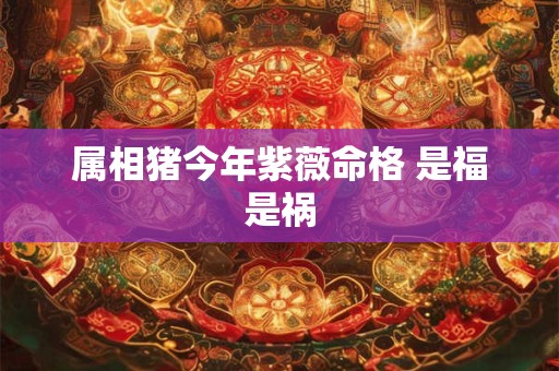 属相猪今年紫薇命格 是福是祸