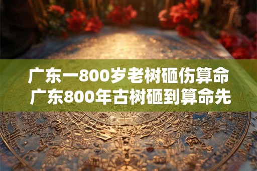 广东一800岁老树砸伤算命 广东800年古树砸到算命先生