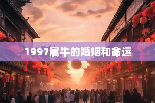 1997属牛的婚姻和命运
