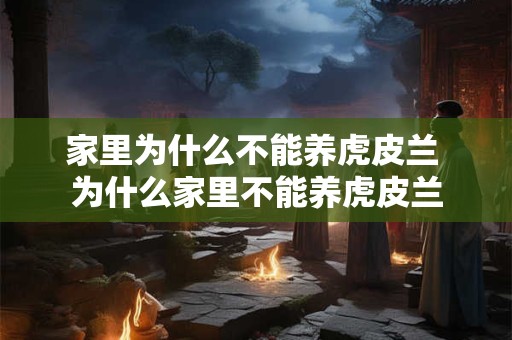家里为什么不能养虎皮兰 为什么家里不能养虎皮兰 家里为什么不能养虎皮兰 为什么家里不能养虎皮兰