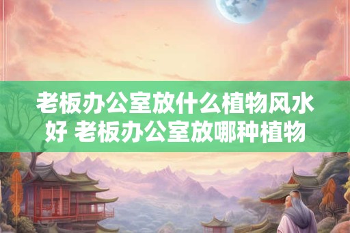 老板办公室放什么植物风水好 老板办公室放哪种植物最适合