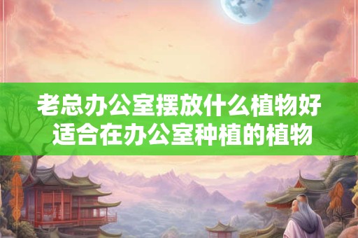 老总办公室摆放什么植物好 适合在办公室种植的植物